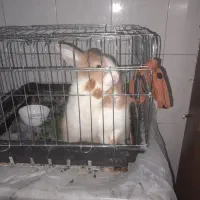 خرگوش نژاد جرسی. فروش فوری|موش و خرگوش|بم, |دیوار