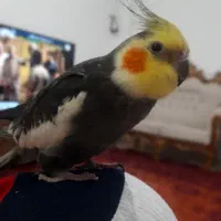 عروس هلندی نر سخنگو|پرنده|گرگان, |دیوار