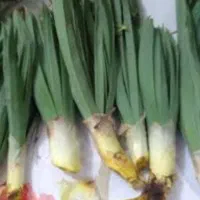 تره کوهی