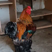 مرغ و خروس برهما