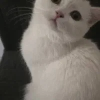 گربه اسکاتیش و بریتیش|گربه|شیراز, بالا کفت|دیوار