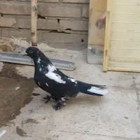 ماده سیاه خرچی