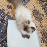 گربه|گربه|تهران, اباذر|دیوار