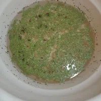 عدسک آبی (علوفه طلایی)خوراک غنی برای طیور وآبزیان|حیوانات مزرعه|تهران, سهروردی|دیوار