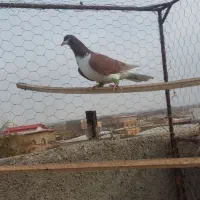 کبوتر پرشی سرخ خش رنگ|پرنده|اسفرورین, |دیوار