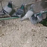 5عددپلاکی زرنگ سالم . معاوضه فقط با سهره دهن زن