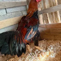 خروس لاری|حیوانات مزرعه|رامیان, |دیوار