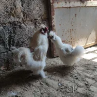 مرغ خروس ابریشمی