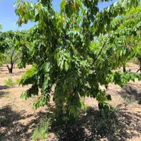 باغ مستح و صاف|فروش دفتر صنعتی، کشاورزی، تجاری|سامان, |دیوار