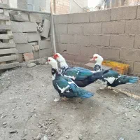 اردک اسراییلی|حیوانات مزرعه|سرخنکلاته, |دیوار