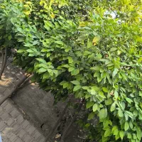 ۲۰۰متر زمین مسکونی جم نزدیک قاعدی فقط 180ملیون کلا