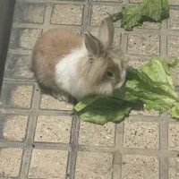 خرگوش مینی لوپ|موش و خرگوش|تهران, ائمه اطهار|دیوار