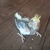 جوجه سرلاکی عروس هلندی|پرنده|صدرا-فارس, فاز ۱|دیوار