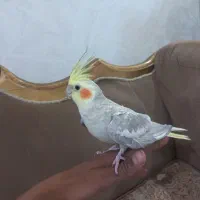 دو عدد عروس هلندی نر|پرنده|شاهین‌شهر, عطار|دیوار