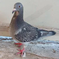 فروش یامعاوضه 3جوجه کبوترموریسردلبر|پرنده|برازجان, |دیوار