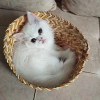 فروش گربه