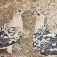 سوسکی بزک و کفتر بوم