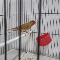 قناری شتری مست