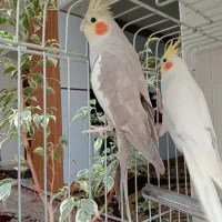 عروس هلندی مولد با تخم و جوجه