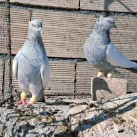 نروماده سینه ابی سینه الماسی اس اس