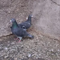 یک جفت چاپی جوجه کشی مسافتی