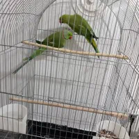 جفت ملنگو جوجه داده آماده برای جوجه کشی|پرنده|زاهدان, |دیوار