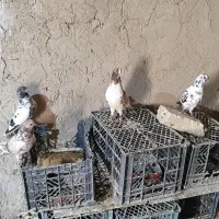 کفتر پرشی حاجی آباد|پرنده|حاجی آباد, |دیوار