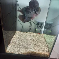 فلاور هورن وارداتی تایلندی