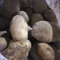 سیب زمینی آگریا