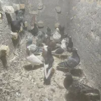 کفتر زدوخوردی فریمان