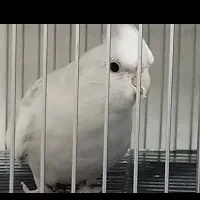 البینو مولد تضمینی|پرنده|ورامین, شهرک مدرس|دیوار