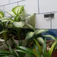 گل طبیعی از100به بالا|گل و گیاه طبیعی|لردگان, |دیوار