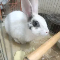 خرگوش|موش و خرگوش|همدان, |دیوار