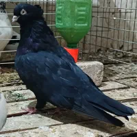 کفتر  کله دمی