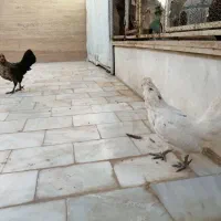 سلام دو جفت مرغ و خروس تزئینی خوشگل|پرنده|قم, نخودی|دیوار