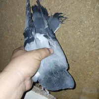 کفتر سبز|پرنده|قم, خداکرم|دیوار