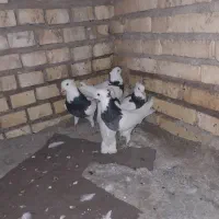 پنج تا طوق سیاه