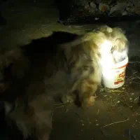 اگه این سگوهرکی پیدا کنه جایزه داره