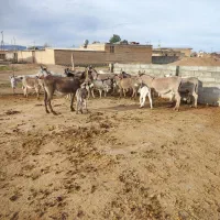 شیر الاغ|حیوانات مزرعه|مرودشت, رودبال|دیوار