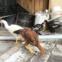 مرغ لاری خروس لاری اصل