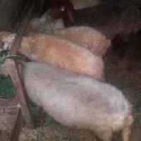 تعدادی گوسفند
