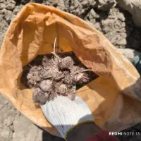 پیاز زعفران