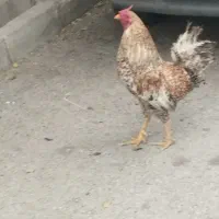 خروس محلی خوشگل