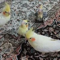 عروس هلندی