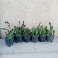 کاکتوس، پتوس، گندمی، اشک تمساح با قیمت ارزان