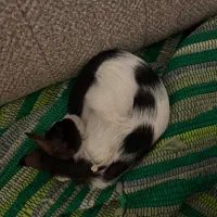 واگذاری دو عدد گربه|گربه|کیش, |دیوار