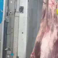 قصاب ماهر،گوساله کار