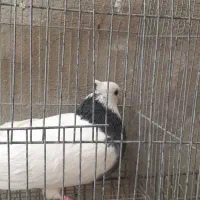 کفتر طوقی|پرنده|ساوه, |دیوار