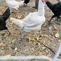 مرغ لاری اصیل