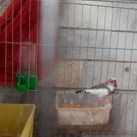 فنچ نر